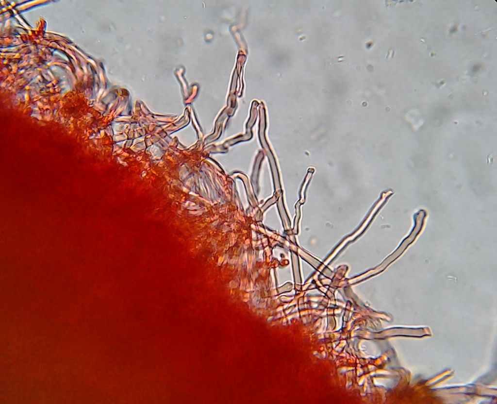 Piccola Polyporacea da determinare (Trametes ochracea)